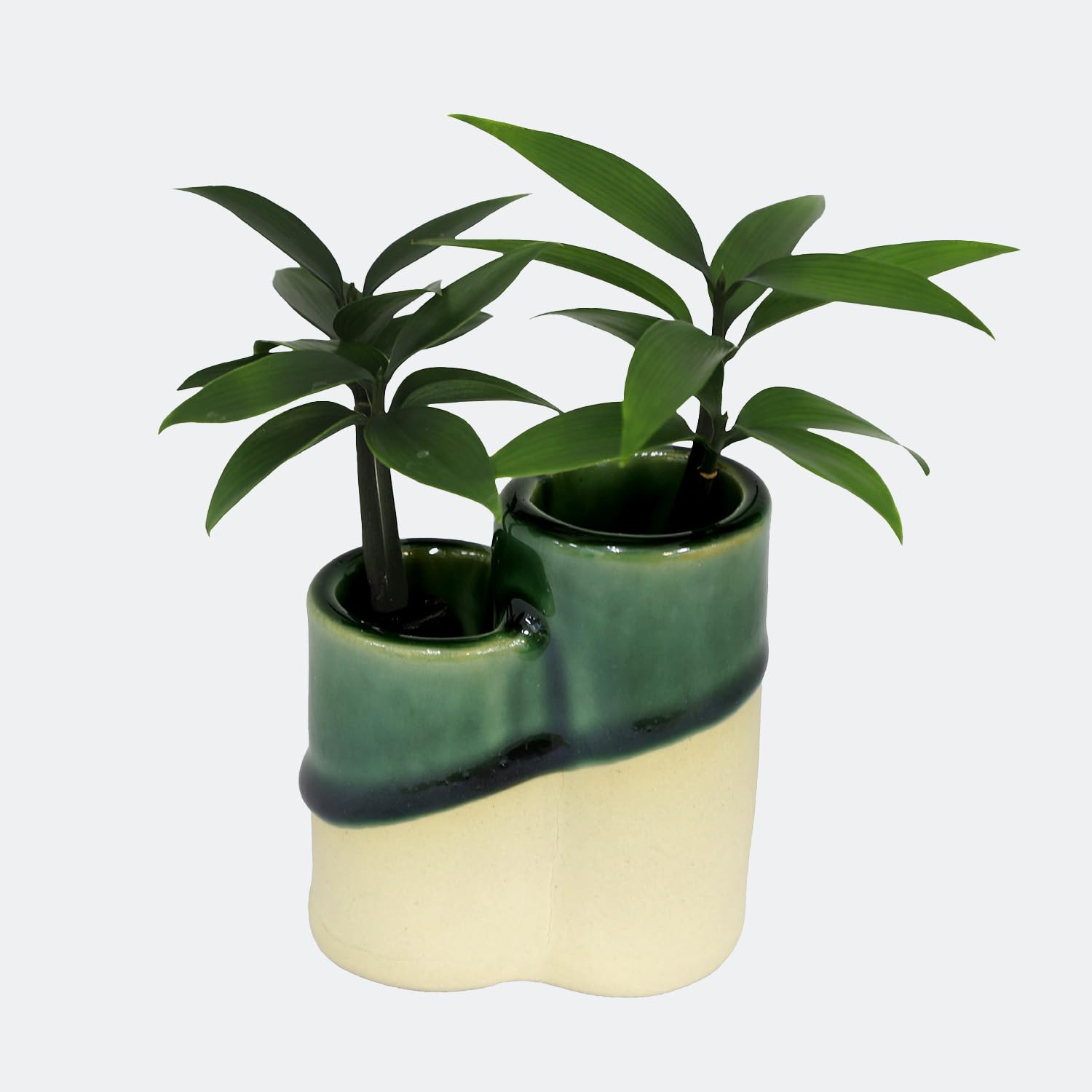 Amazon｜日本古来の植物 「良縁を結ぶご神木 梛(なぎ)の木」と「星合陶